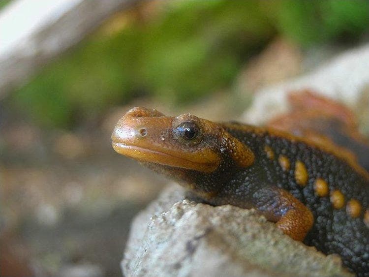 Krokodilsalamander — 2/3