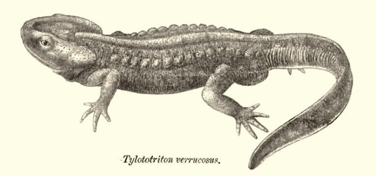 Krokodilsalamander — 1/3