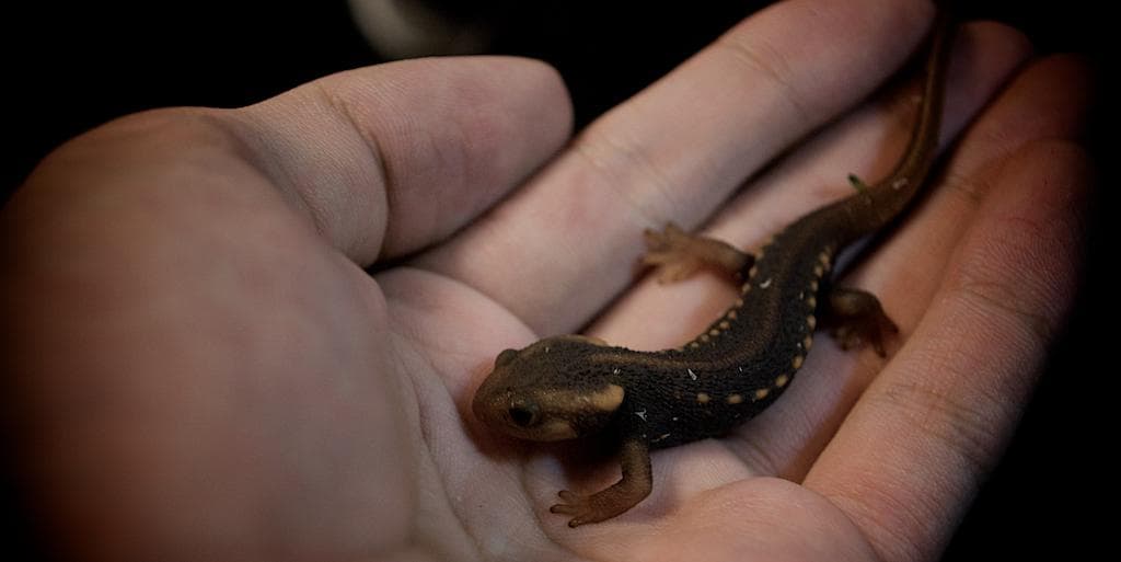 Krokodilsalamander — 3/3