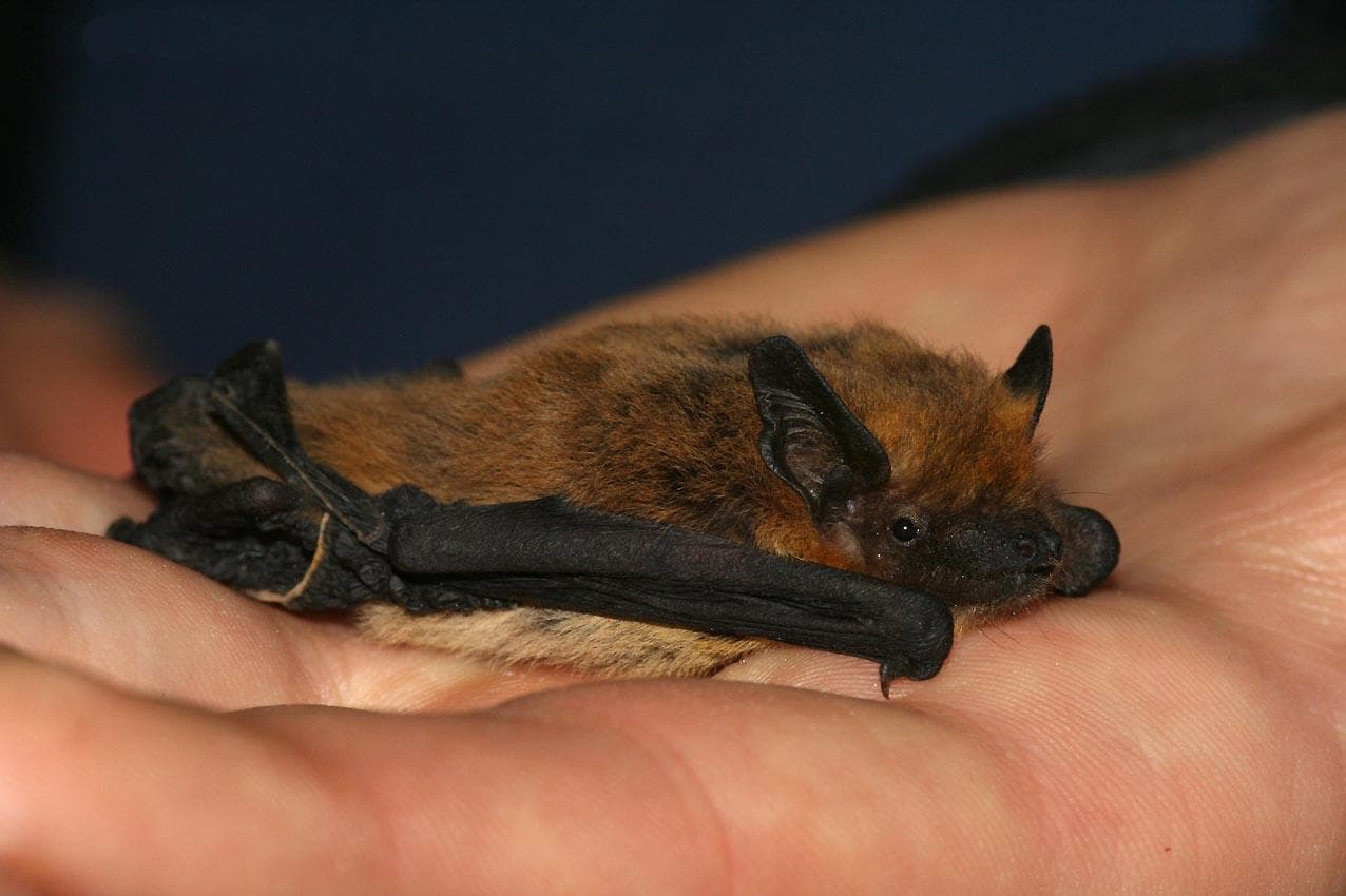 Kuhls pipistrell — 1/3