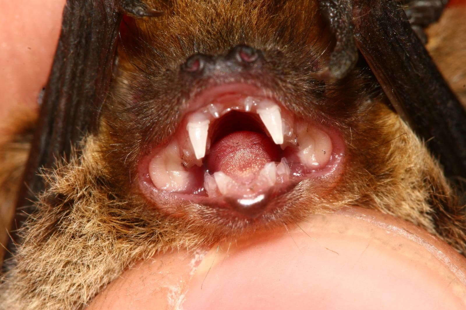 Kuhls pipistrell — 3/3