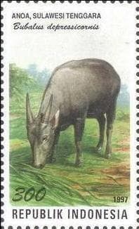 Lågländsanoa — 2/3