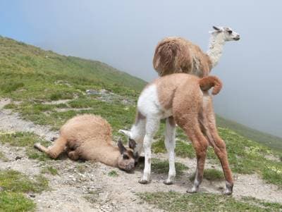 Lama