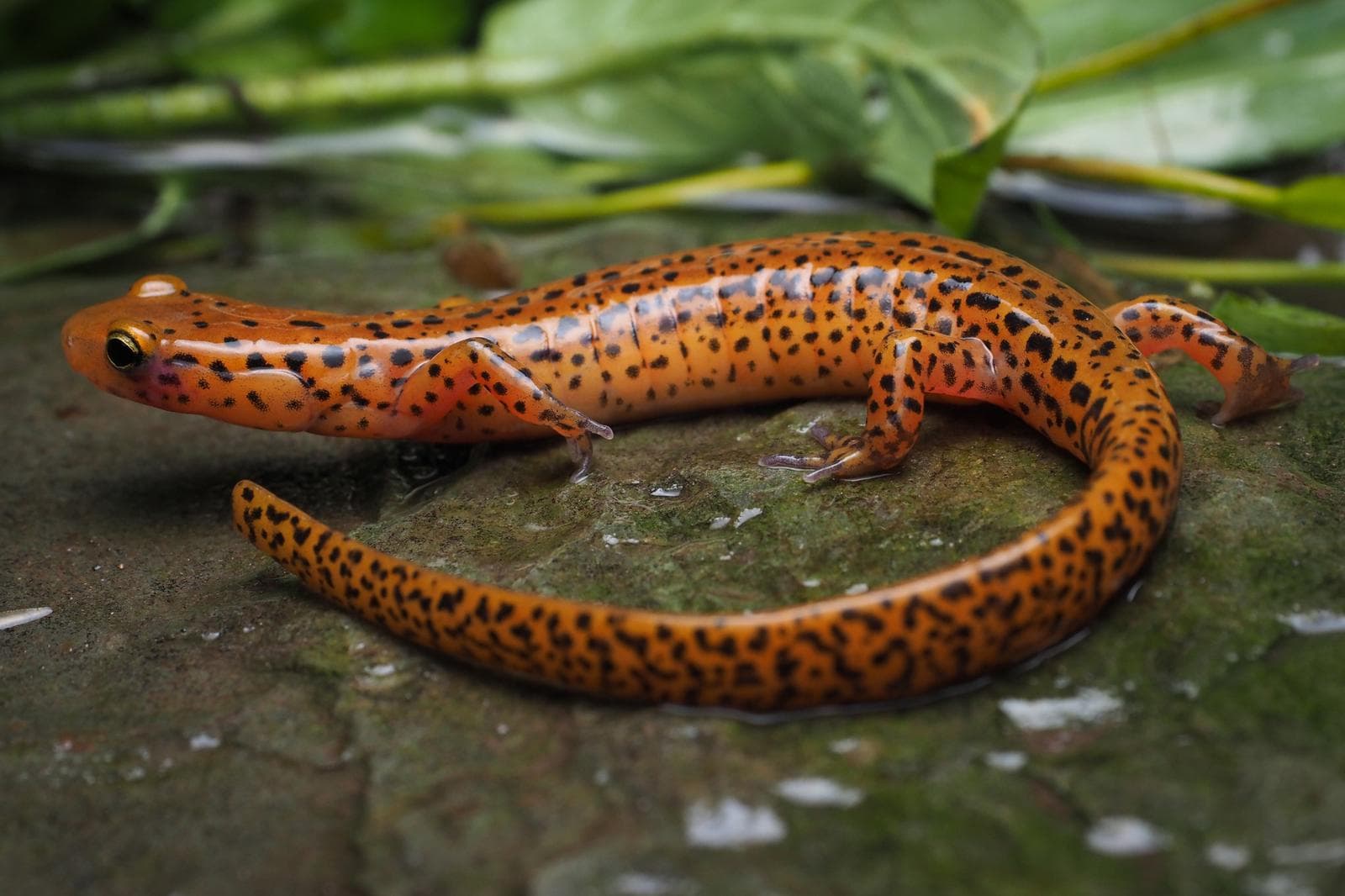 Långsvansad salamander — 3/3