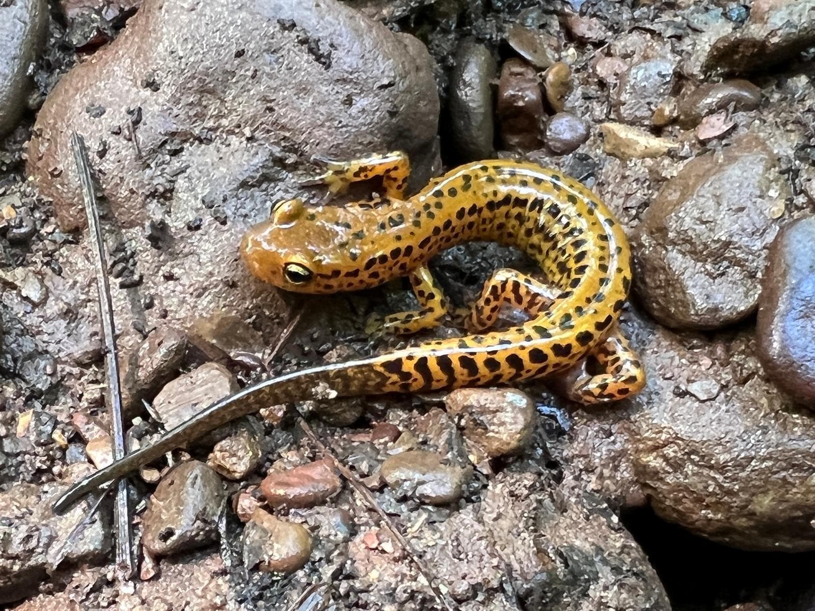 Långsvansad salamander — 2/3