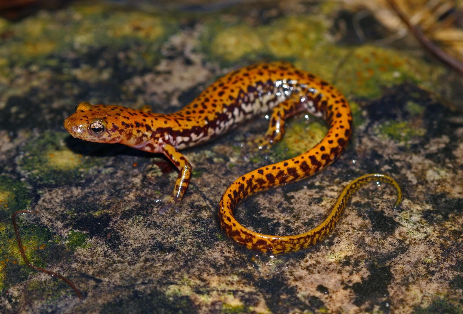 Långsvansad salamander — 1/3