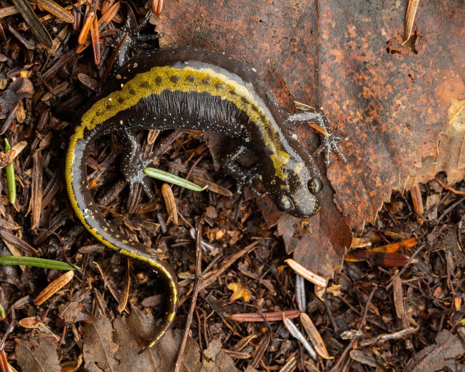 Långtåig salamander — 3/3