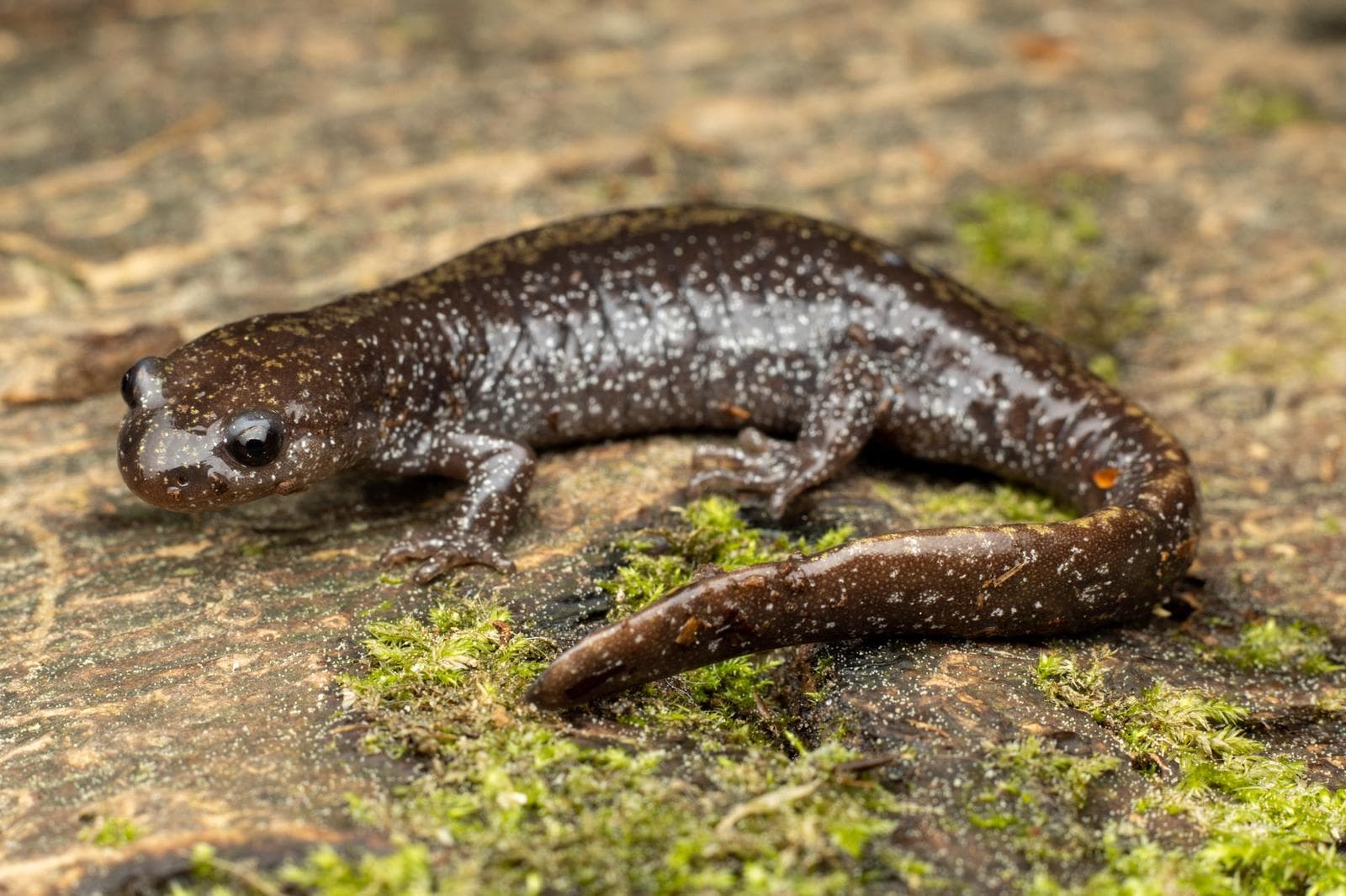 Långtåig salamander — 2/3