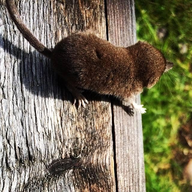 Lappnäbbmus — 1/3