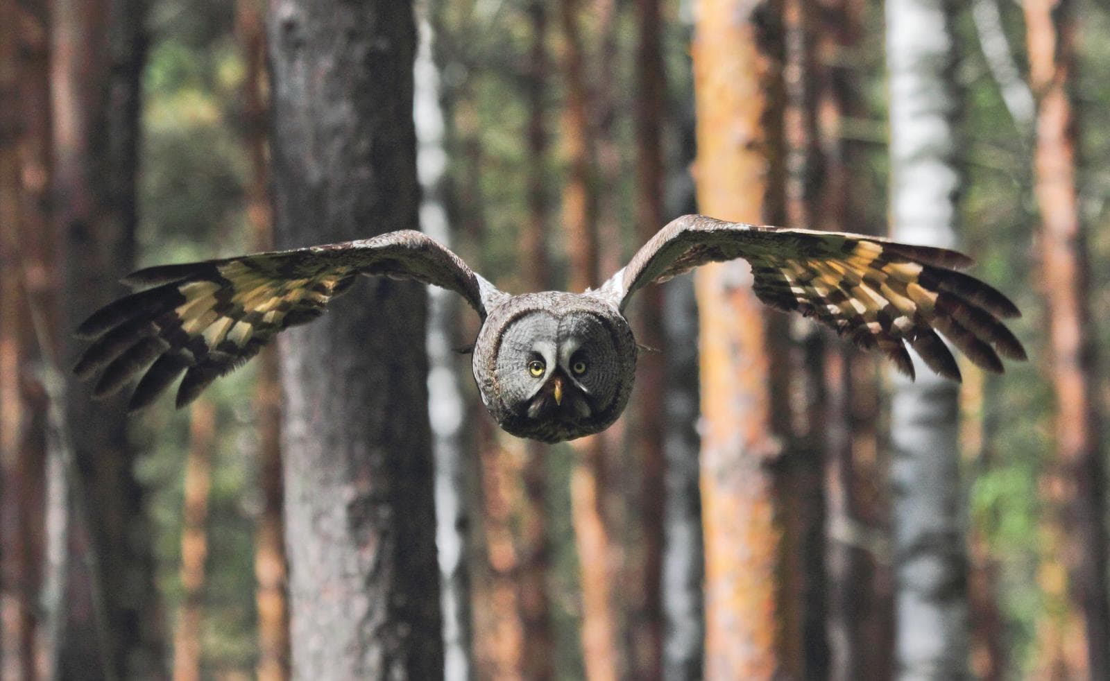 Lappuggla — 2/3