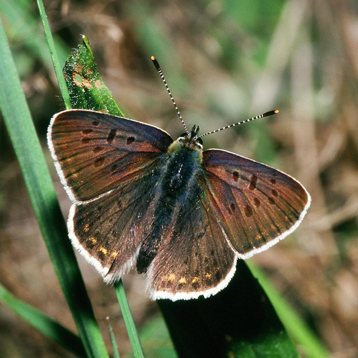Loweia tityrus — 1/3