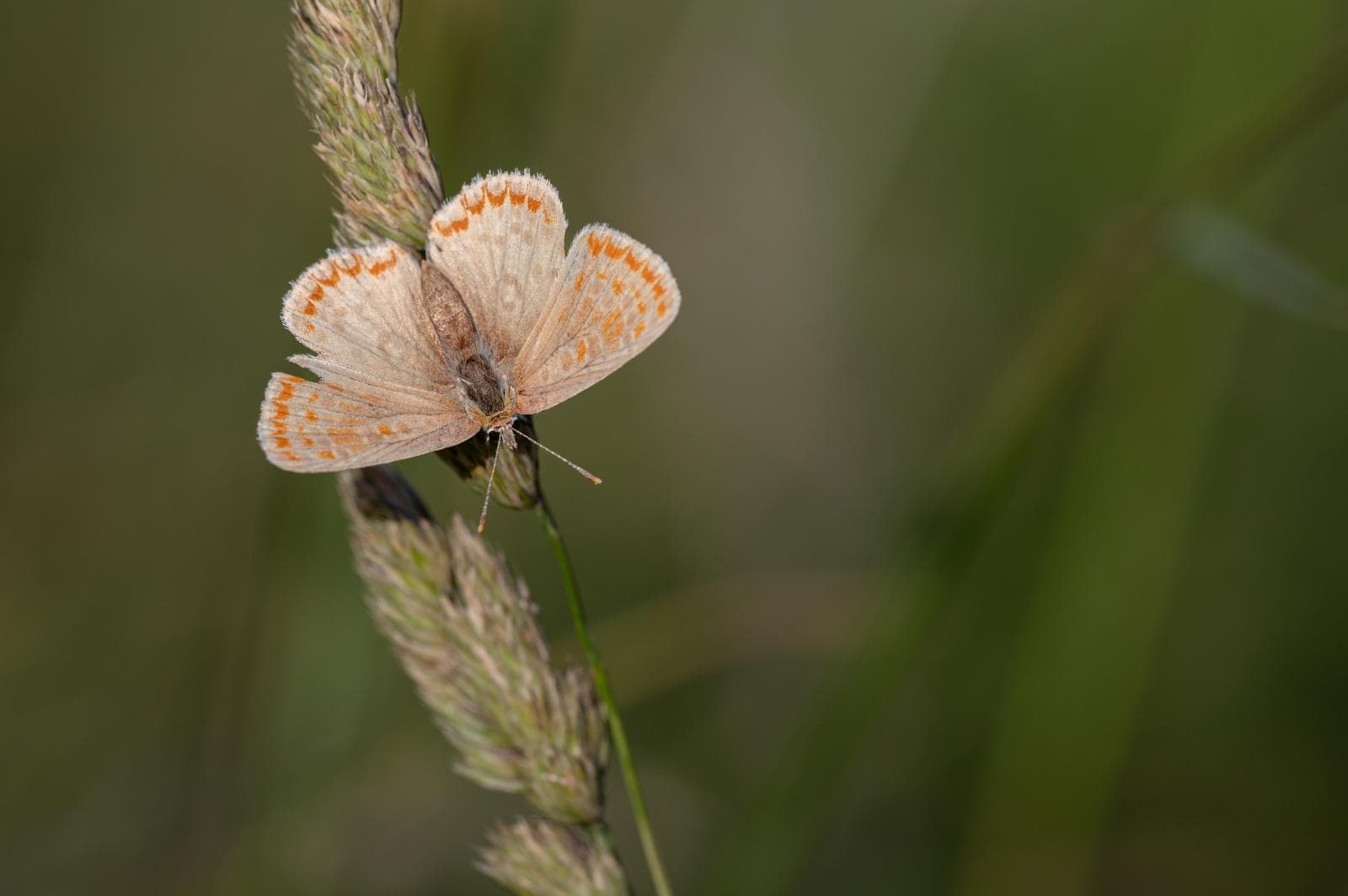 Loweia tityrus — 2/3
