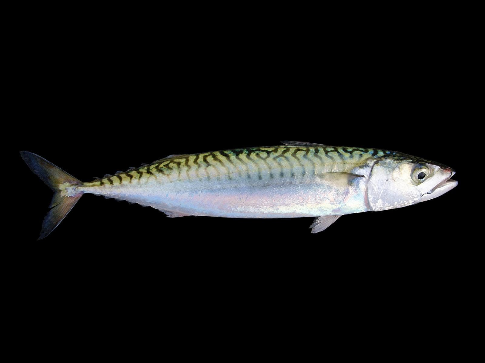 Makrill — 1/3