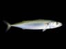 Makrill