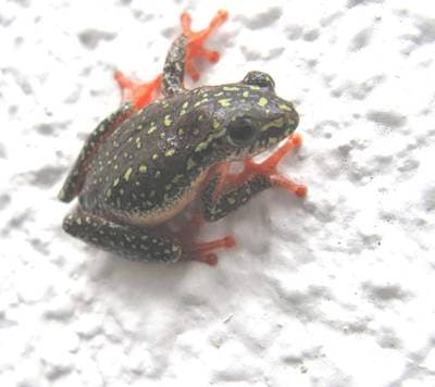 Målad vassgroda