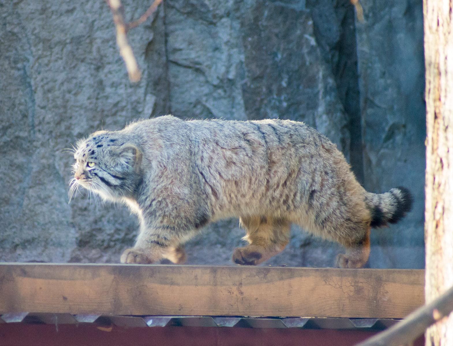 Manul — 2/3