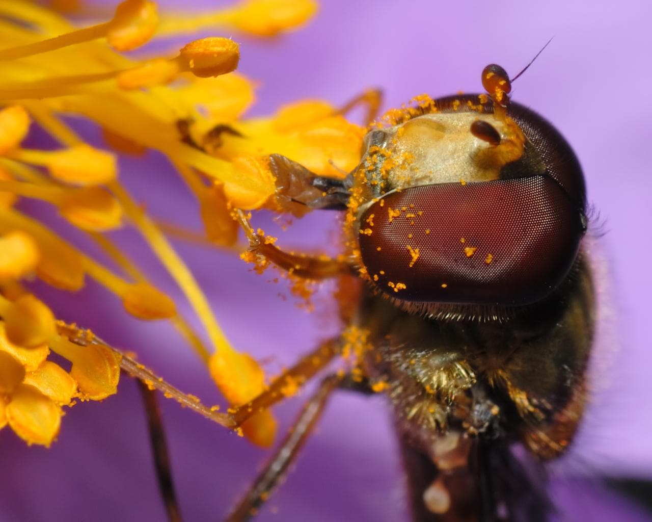 Marmeladblomfluga — 2/3