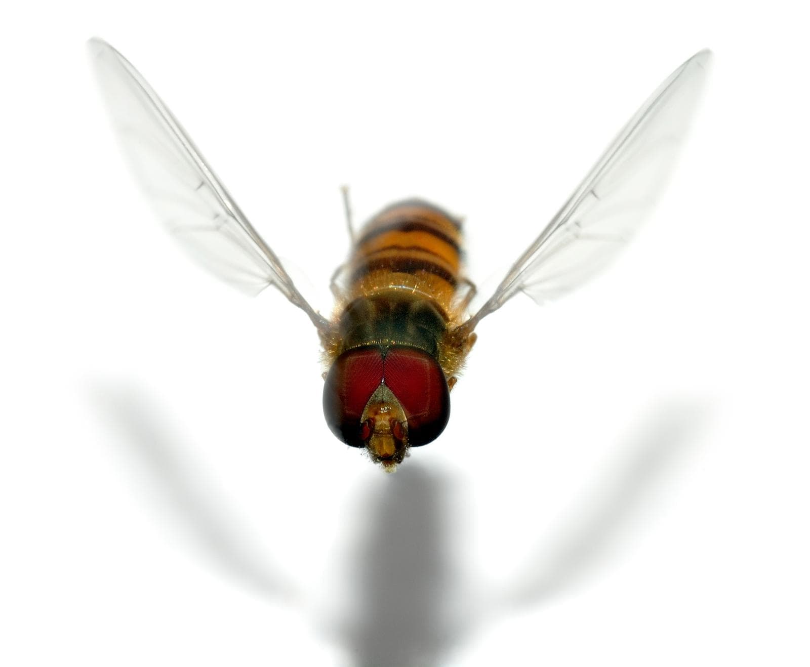 Marmeladblomfluga — 1/3