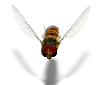Marmeladblomfluga