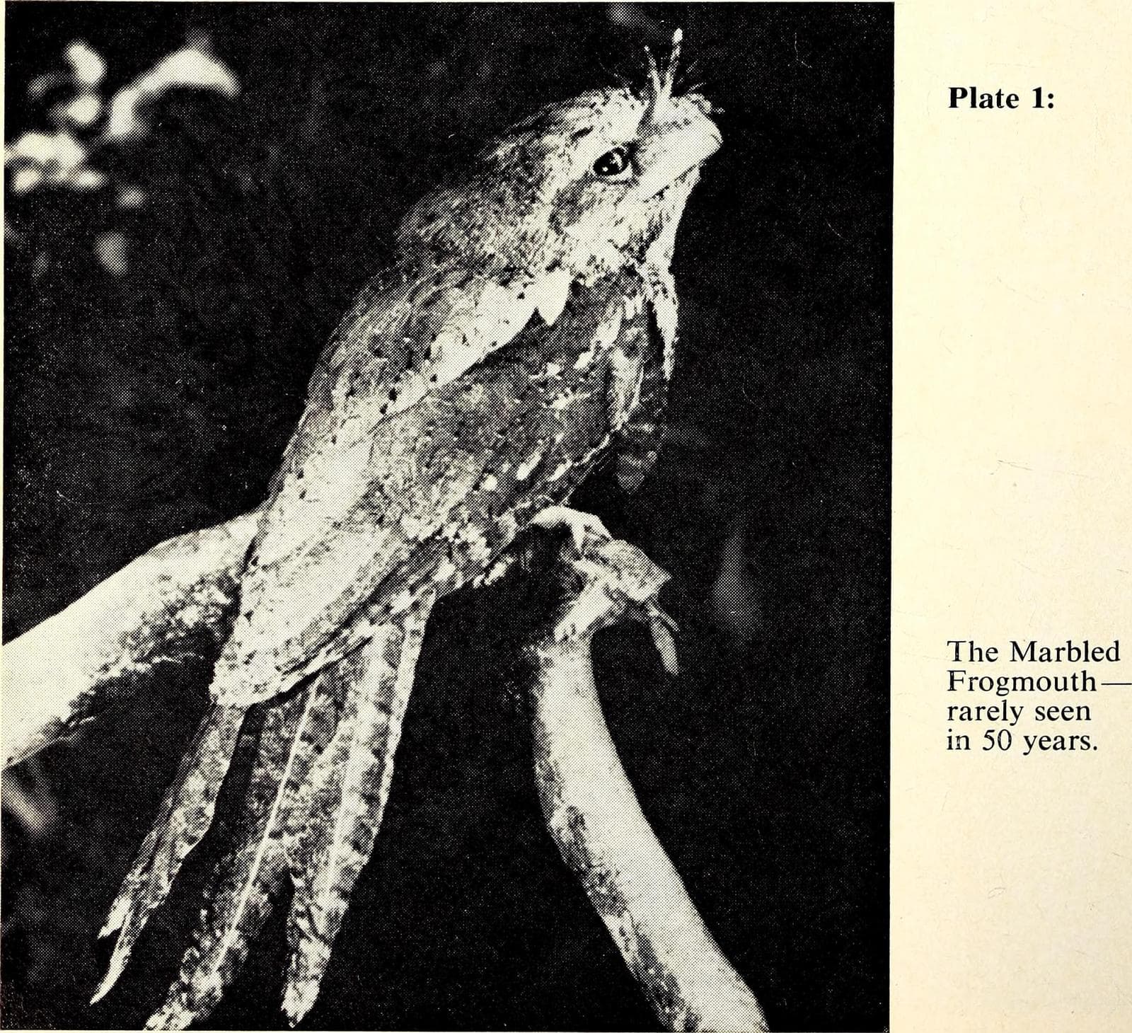 Marmorerad groda — 2/3