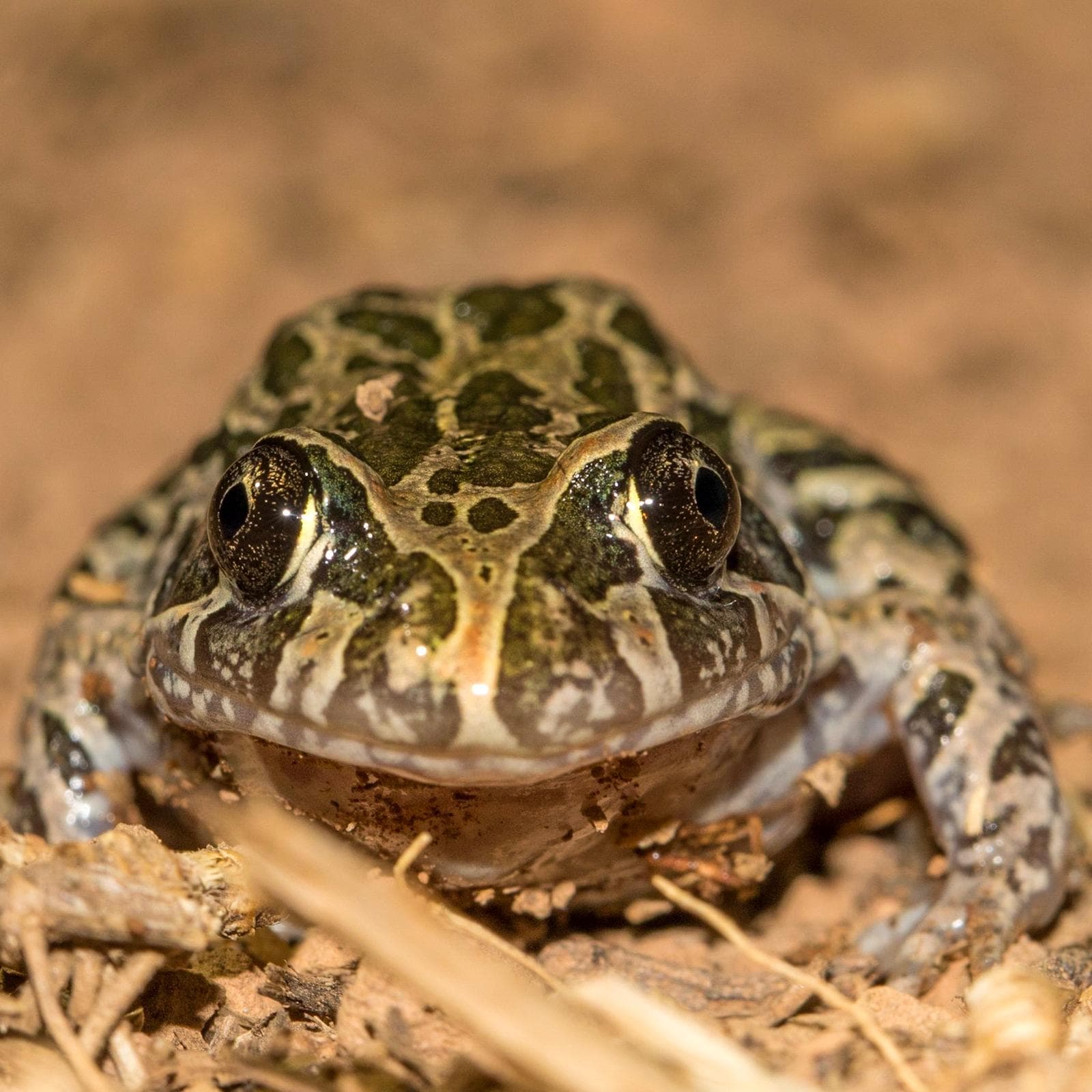Marmorerad groda — 3/3