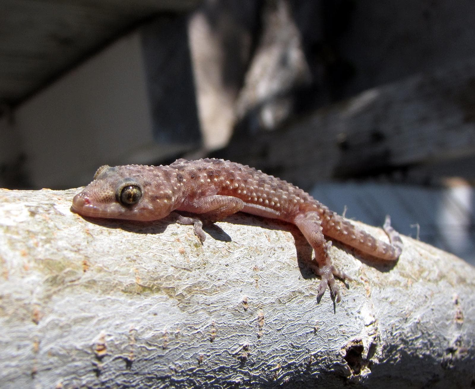 Medelhavsgecko — 1/3