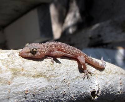 Medelhavsgecko