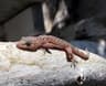 Medelhavsgecko