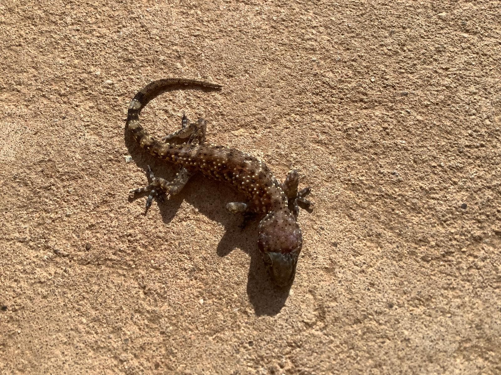 Medelhavsgecko — 3/3