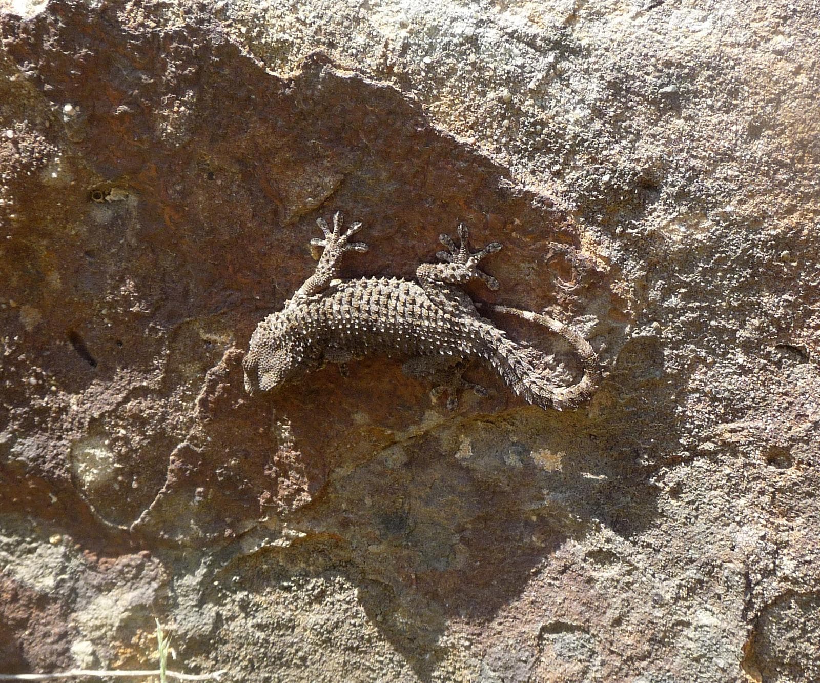 Medelhavsgecko — 2/3