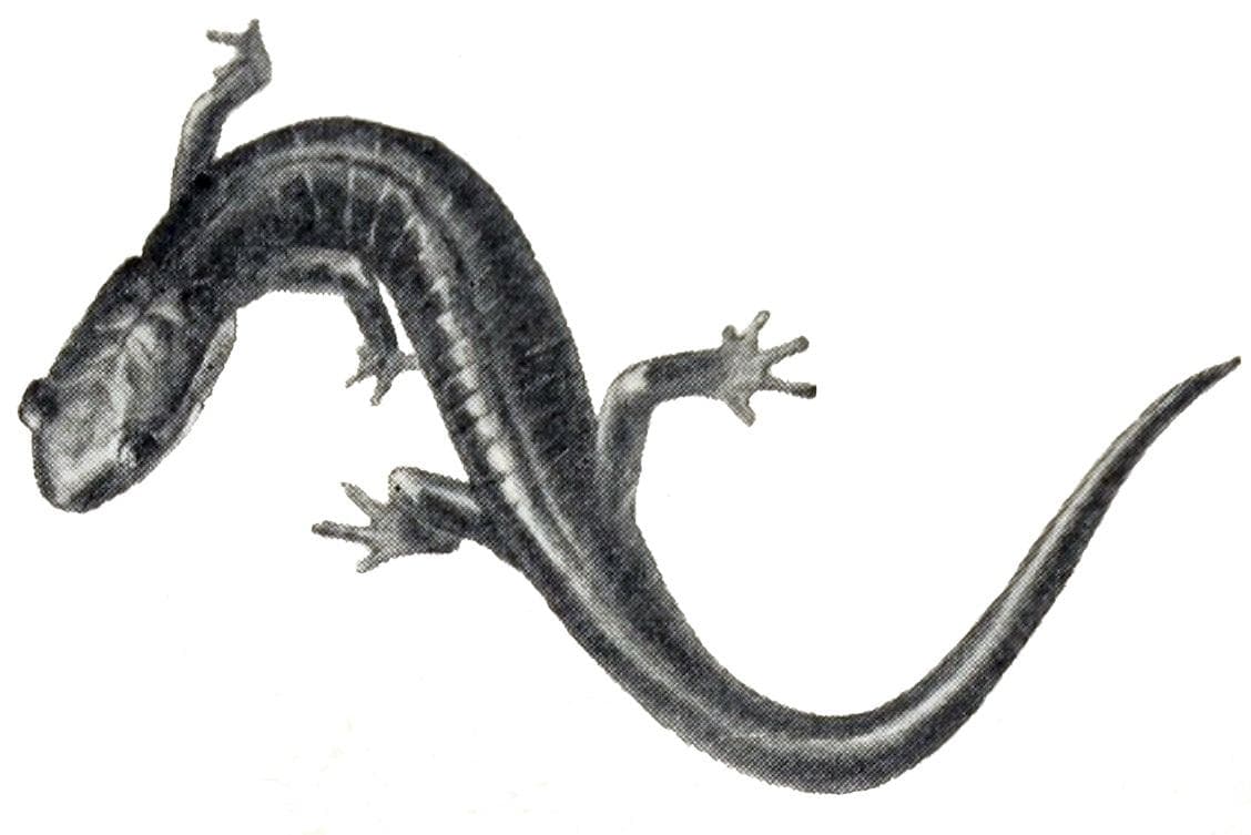 Metcalfs grådkinnad salamander — 1/3