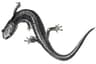 Metcalfs grådkinnad salamander
