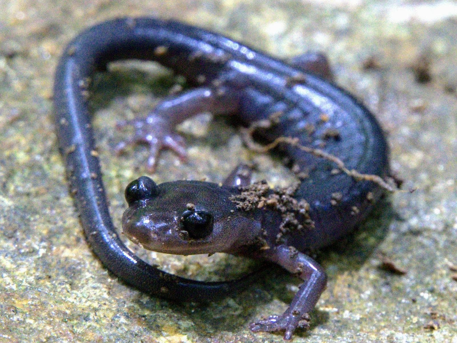 Metcalfs grådkinnad salamander — 3/3