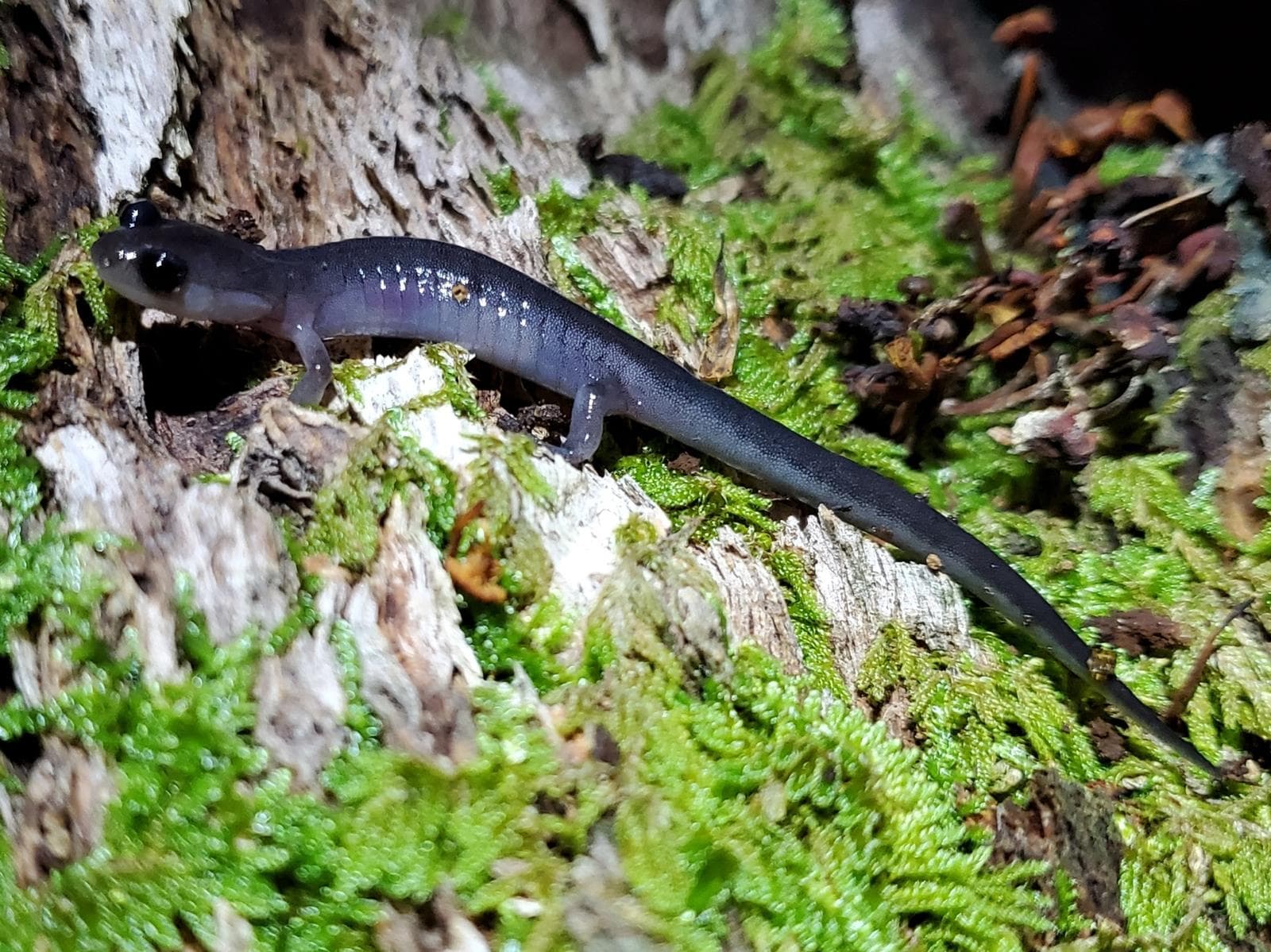 Metcalfs grådkinnad salamander — 2/3