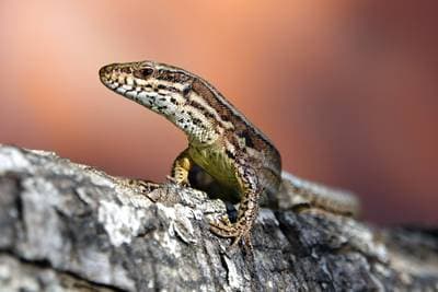Murödla