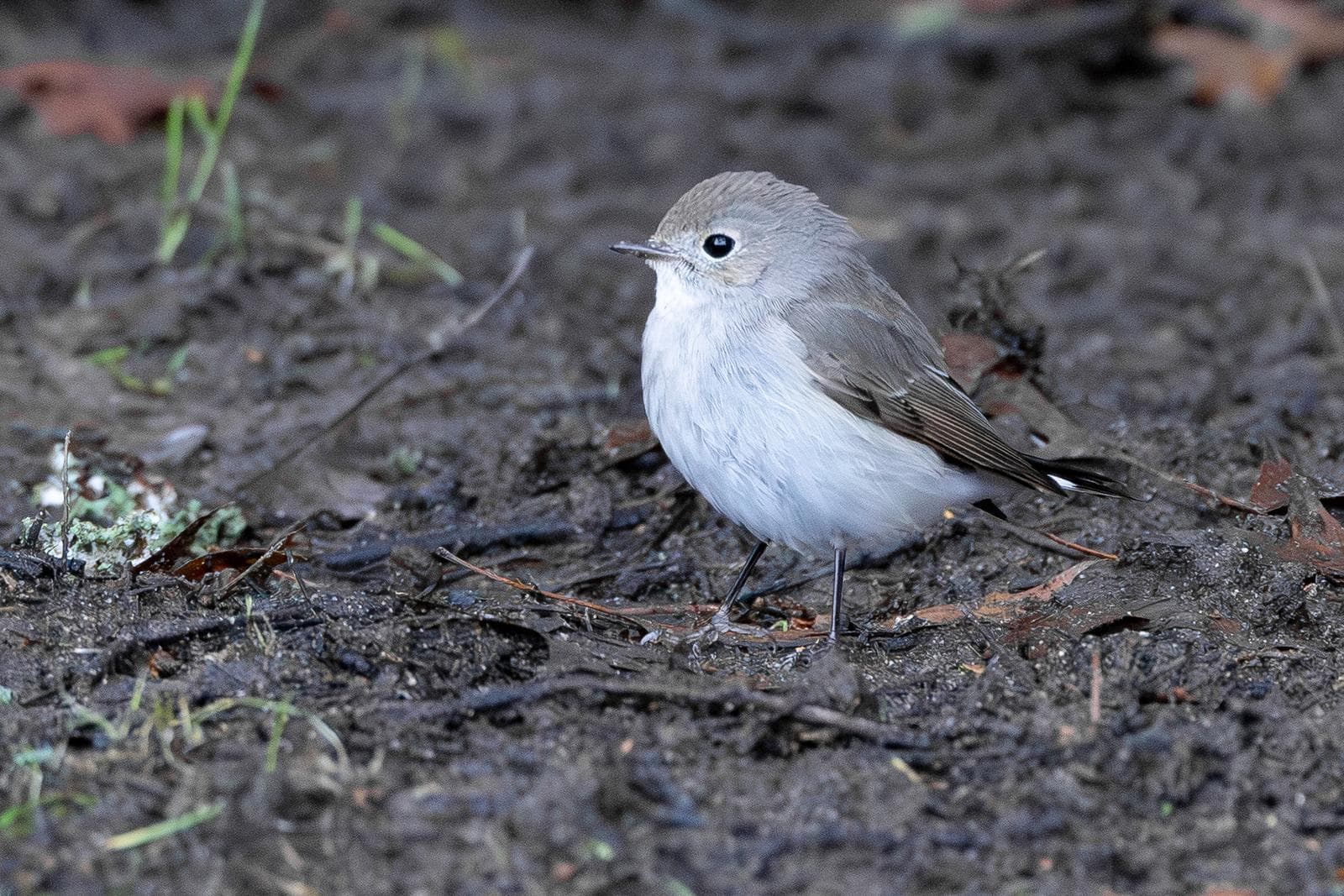Mindre flugsnappare — 3/3