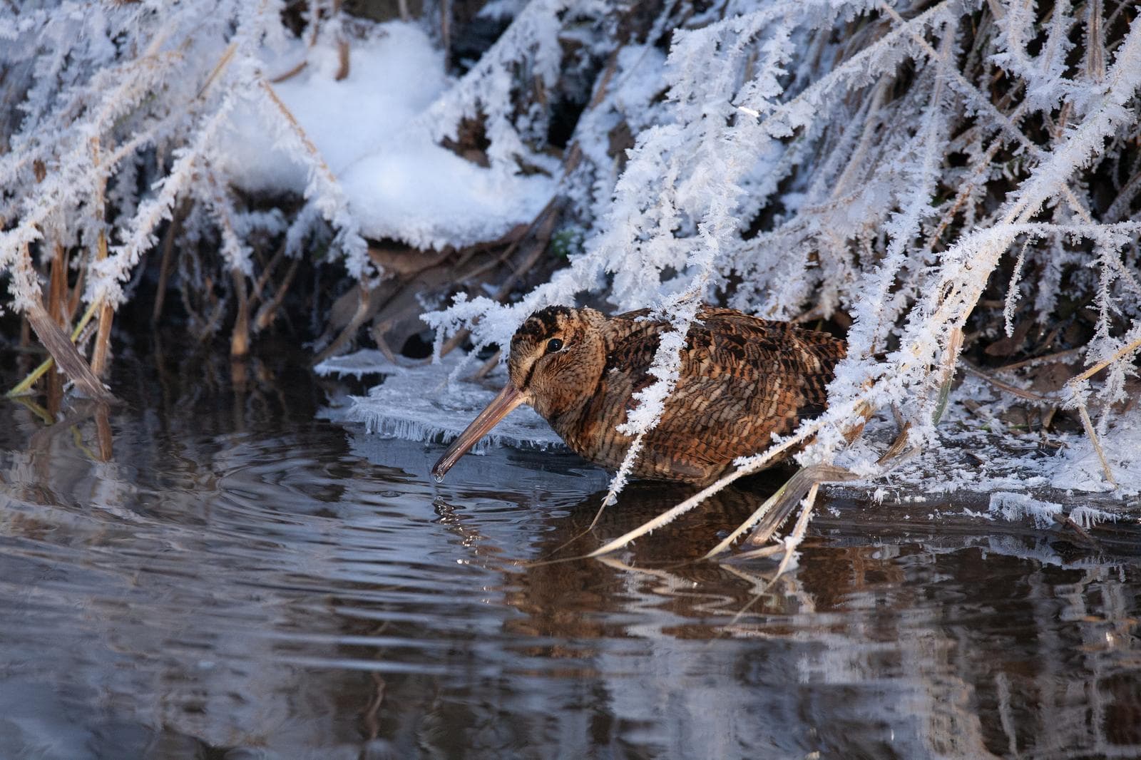 Morkulla — 2/3