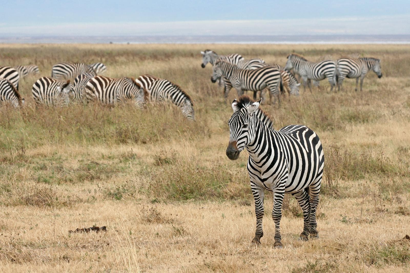 Bergszebra — 2/3