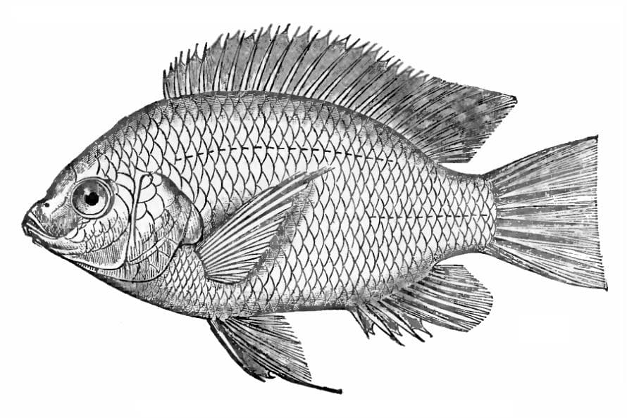 Niltilapia — 1/3
