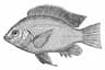Niltilapia
