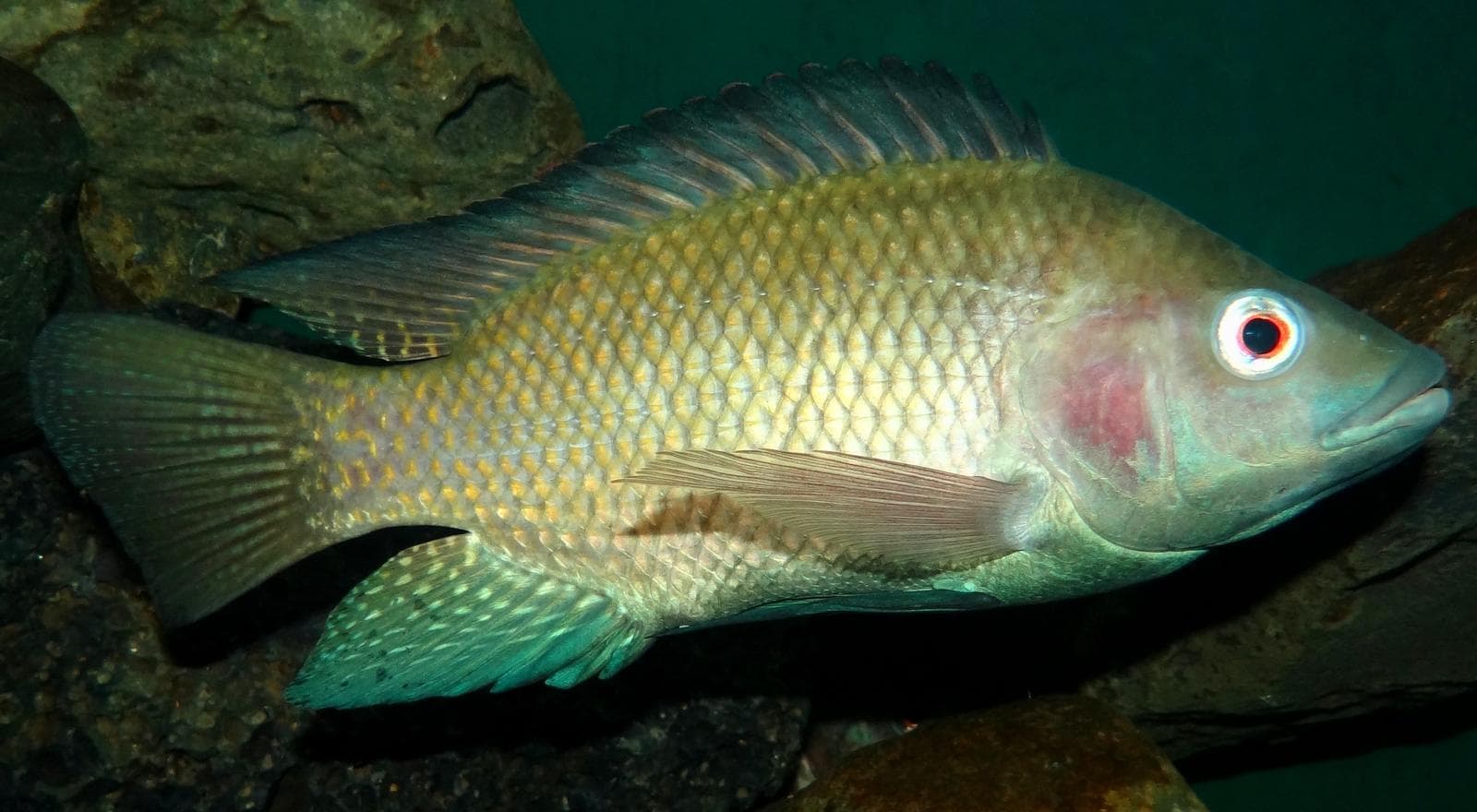Niltilapia — 2/3