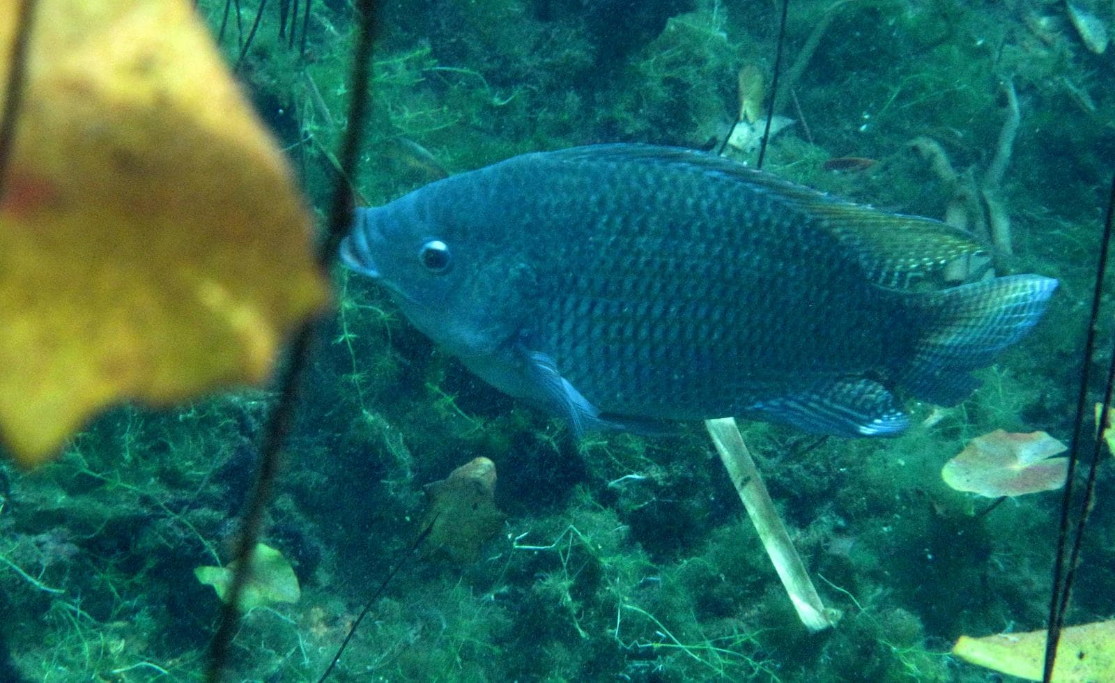 Niltilapia — 3/3