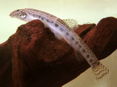 Nissöga