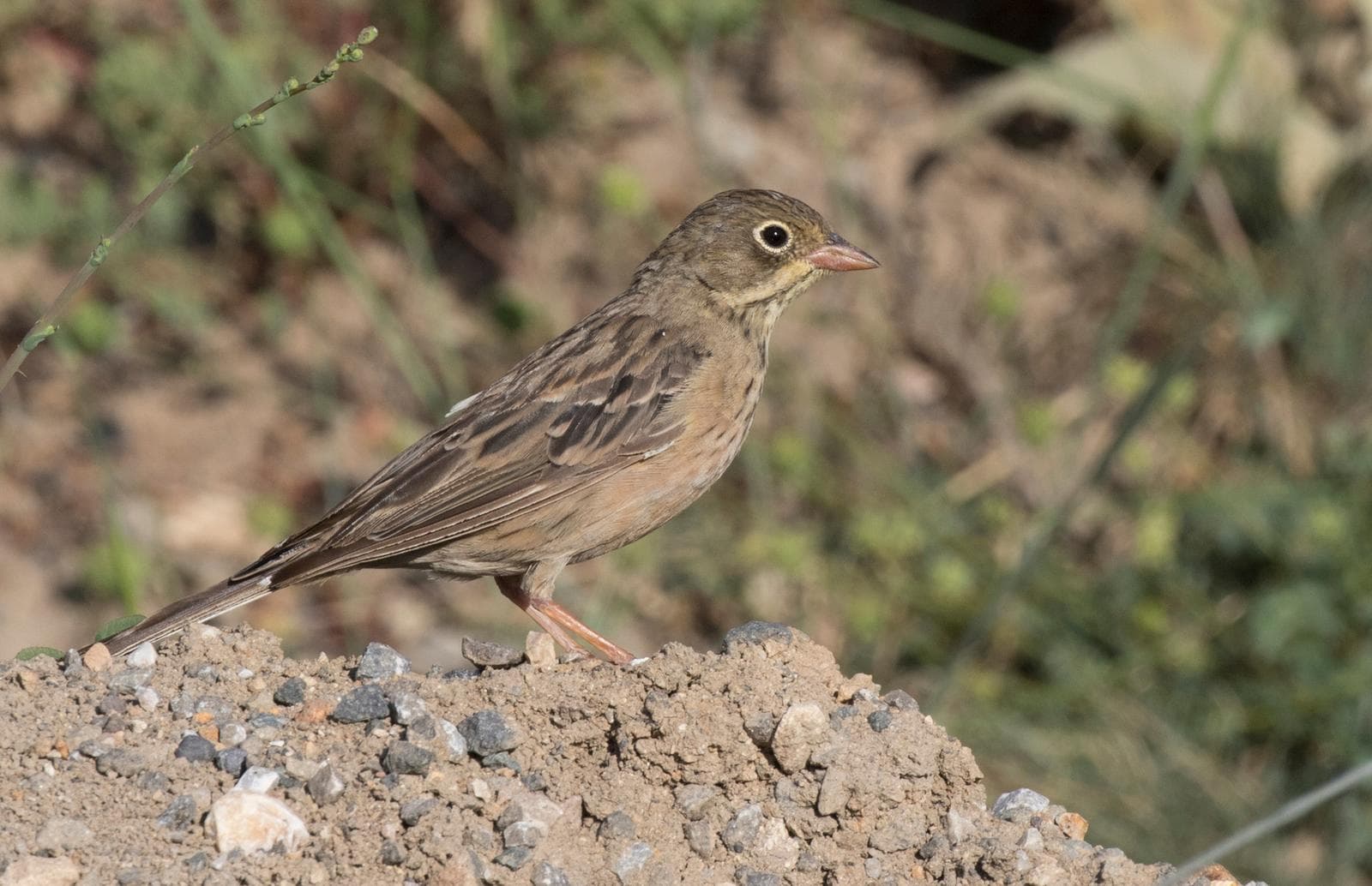 Ortolansparv — 3/3