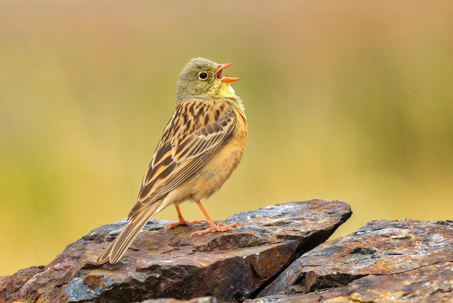 Ortolansparv — 2/3