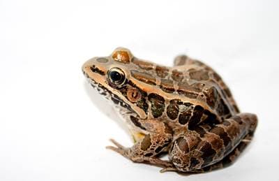 Pickerelgroda
