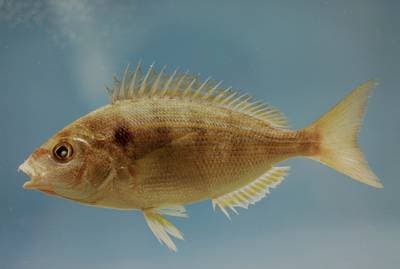 Pinfish