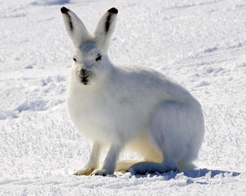 Polarhare — 1/3