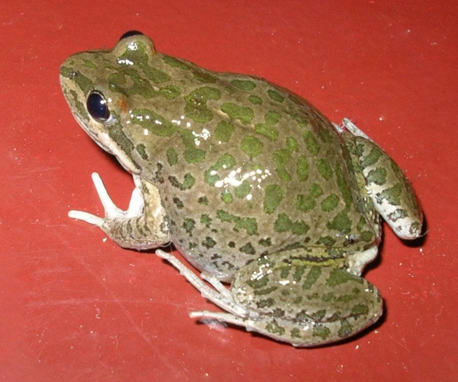 Prickig gräsgroda — 1/3