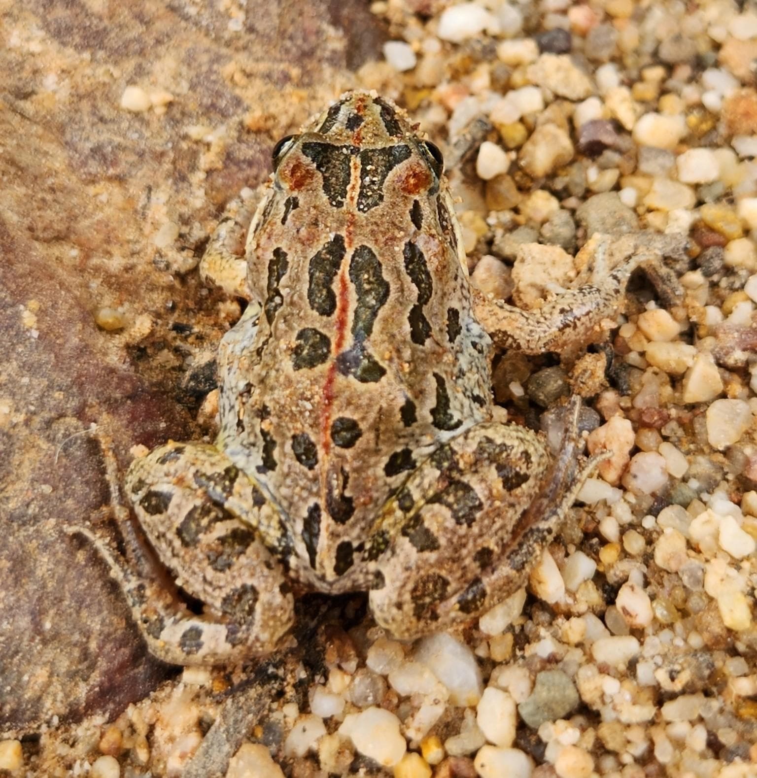 Prickig gräsgroda — 2/3
